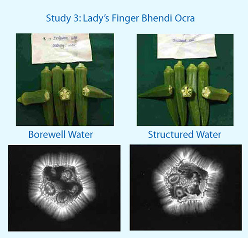 Lady's finger cultivation with Crystal Blue India's structured water devices