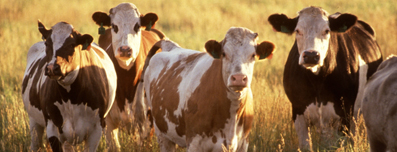 herd of cows in farm - structured water units for dairy - cattle farming water filters