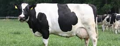 black & white domestic dairy cow - cattle farming with structured water - benefits & uses