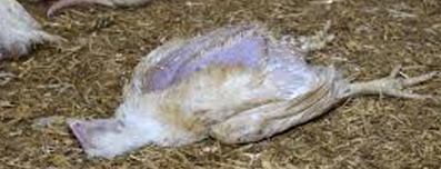 Dead chicken - reduce death rate & improve health of birds with strucutred water units
